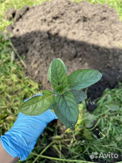 Мята шоколадная, смородиновая, тик так