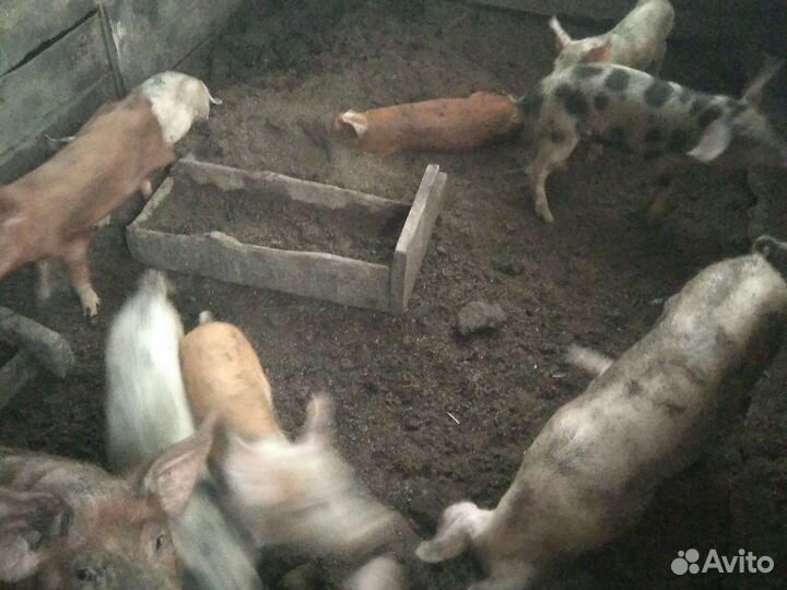 Поросята