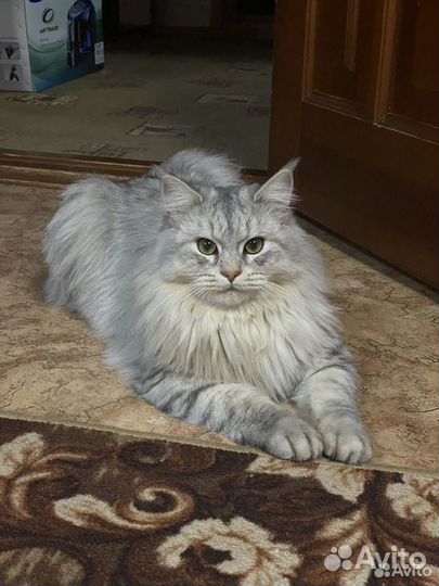 Котята сибирской породы