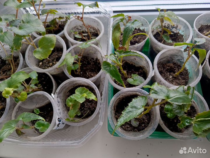 Бегония беллекония