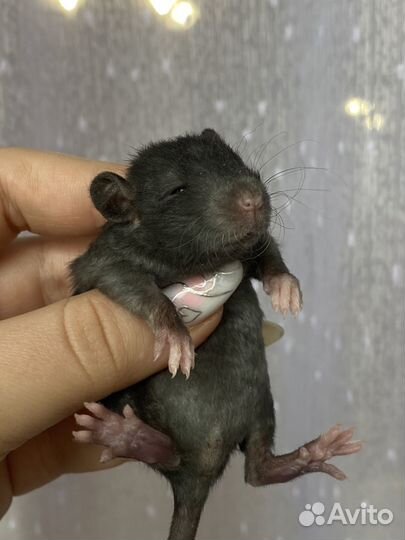 Крысята дамбо