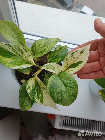 Ананас с плодом. Сциндапсусы разные