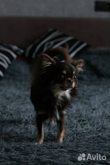 Вязка чихуахуа - кобель