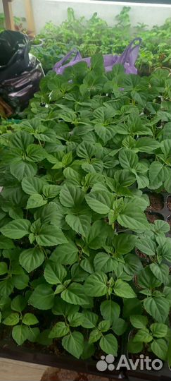 Сальвия Комета