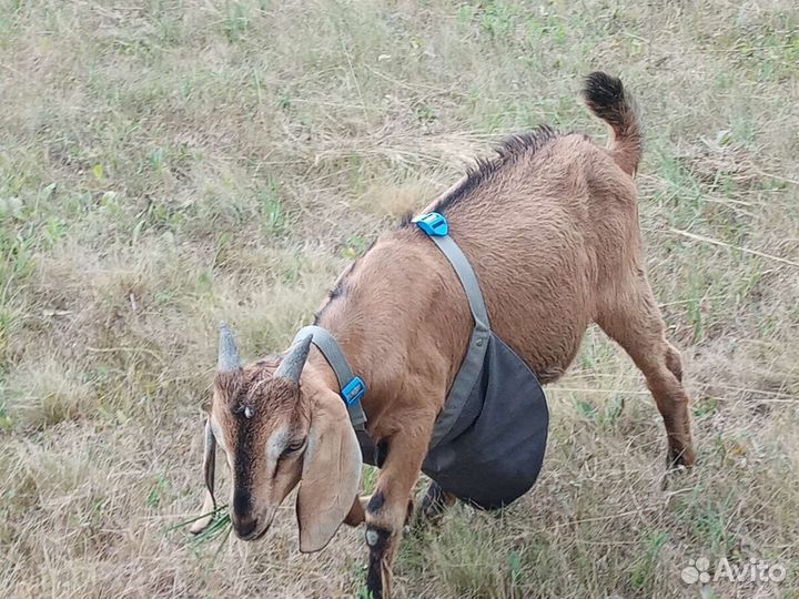 Нубийские козлики