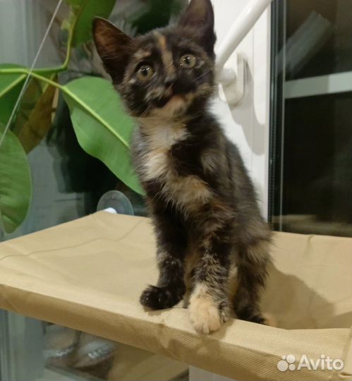 Котенок девочка 2 мес