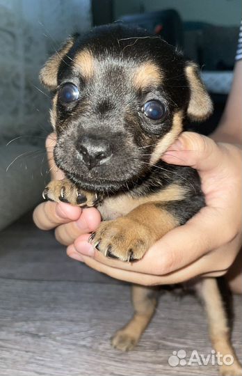 Той-терьер щенки