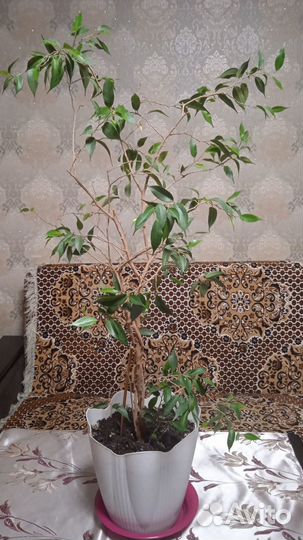 Фикус бенджамина