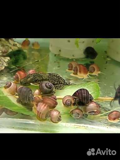 Рыбки, креветки, улитки, растения