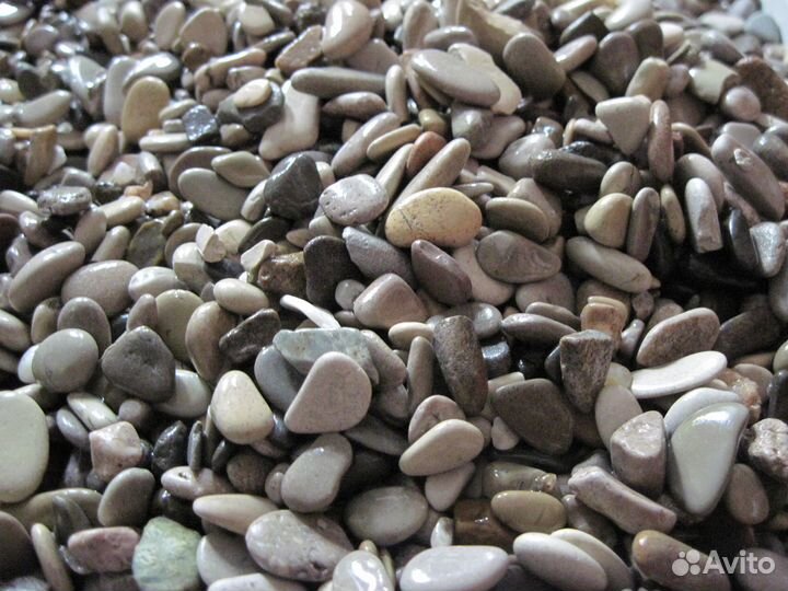 Бирюзовые попугаи Голубая панд и сомики Анциструсы