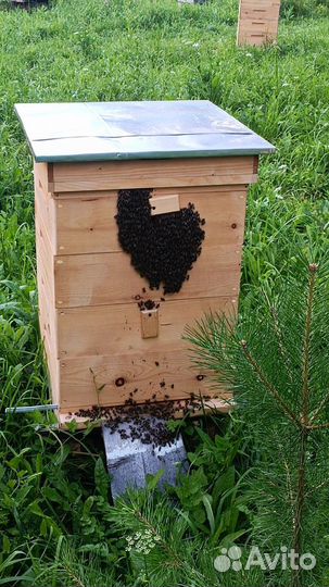 Продам пчёл с ульями
