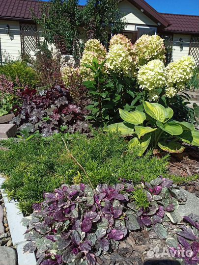 Почвопокровники. Вербейник, флокс,живучка и др