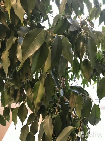 Фикус Бенджамина