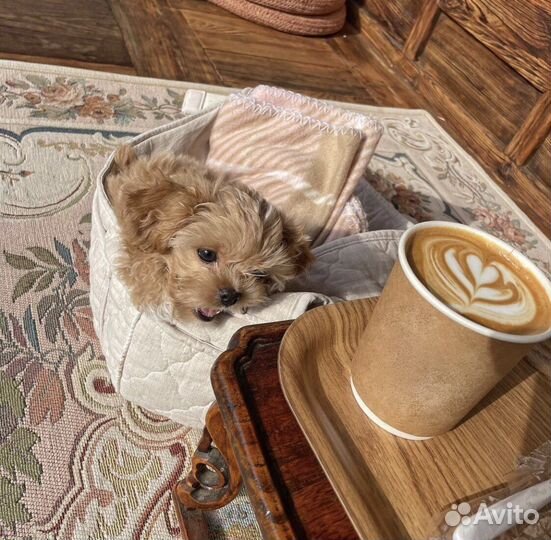 Mальтипу микро f1 N1 Russia Federation ммм coffee