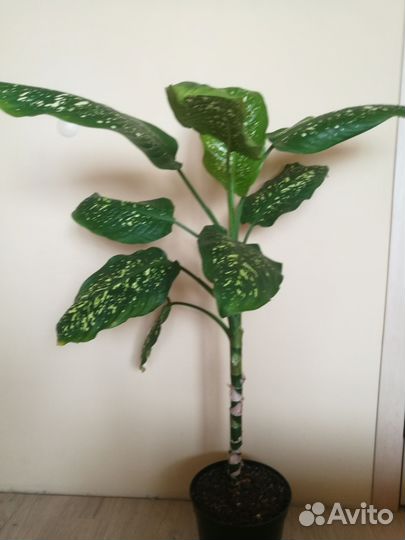 Диффенбахия