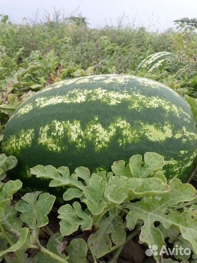 Арбуз оптом с поля