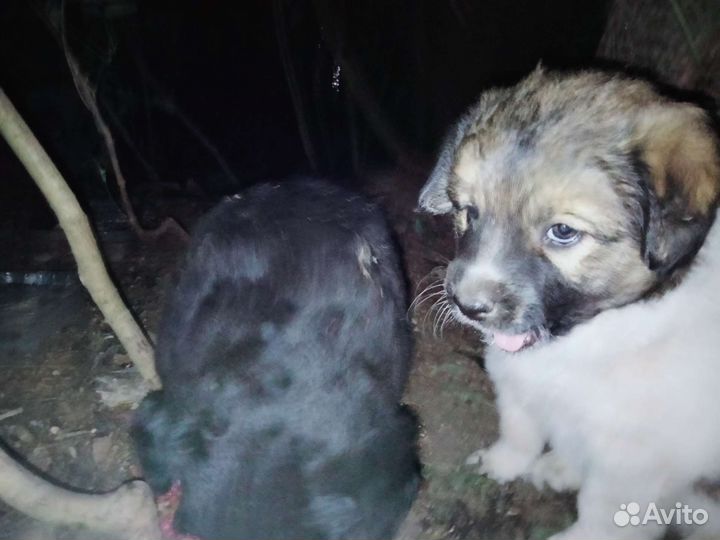 Собаки в добрые руки