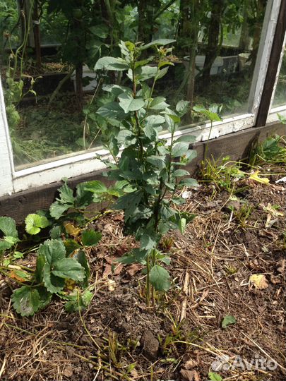 Слива: 3 сорта