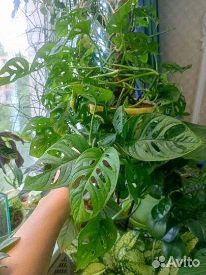 Комнатное растение,Монстера манки