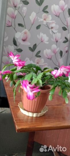 Декабрист розово-белый