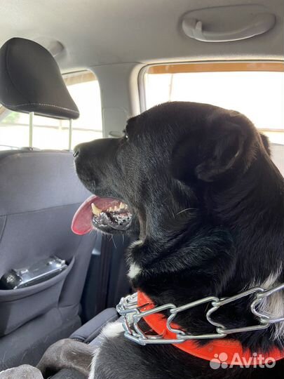 Черный алабай 3 года