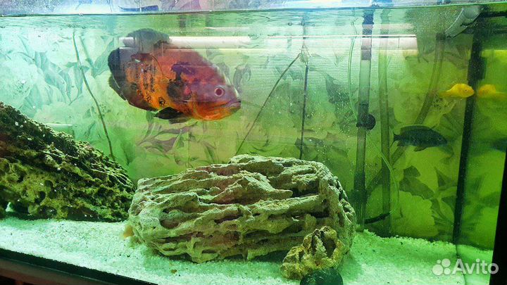 Аквариум