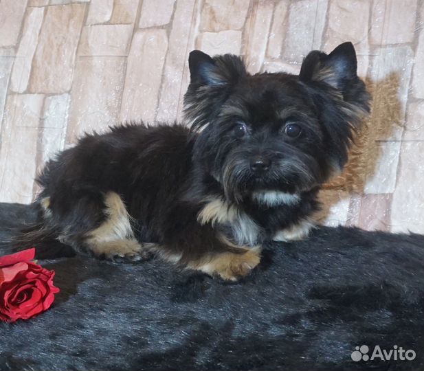 Цветной йорк черная девочка стандартного размера