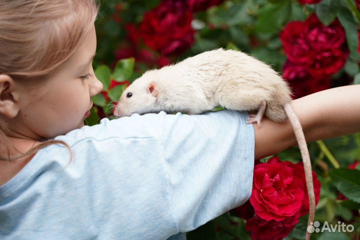 Передержка животных в клетке