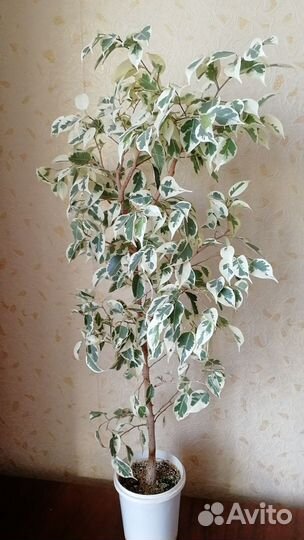 Фикус бенджамина большой