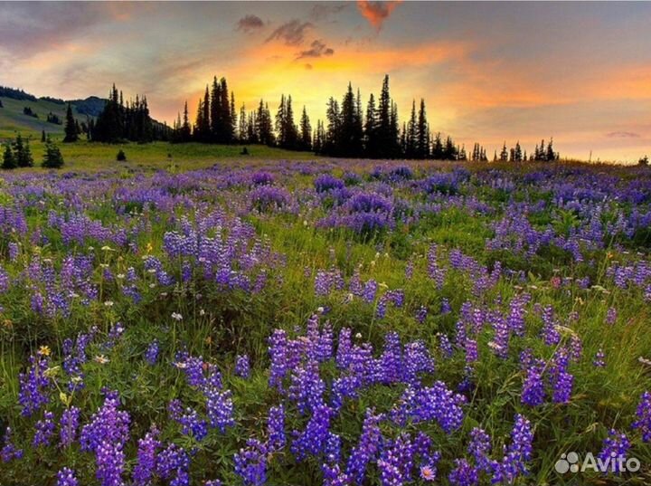 Кострец Люцерна Горчица Фацелия Козлятник Свёкла