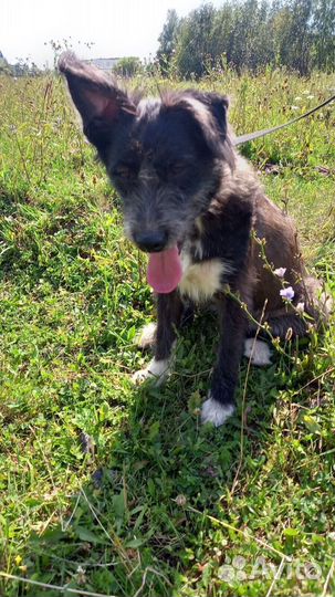 Собачка Клякса