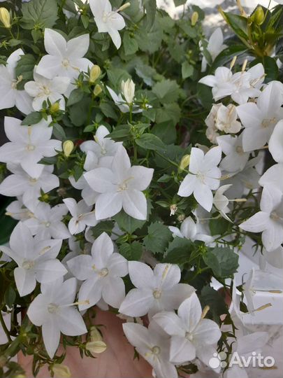 Кампанула простая невеста