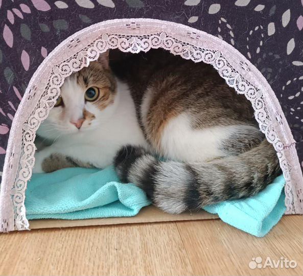 Котик в добрые ручки