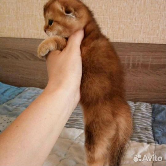 Шотландские золотые котята