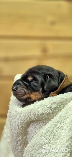 Щенки добермана