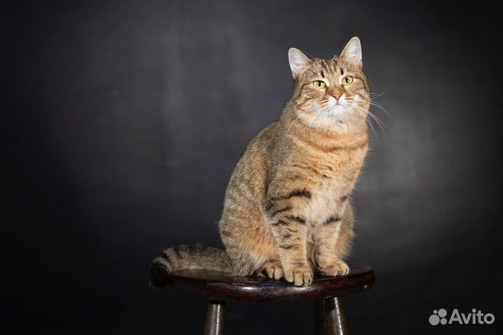 Ласковая кошечка в добрые руки