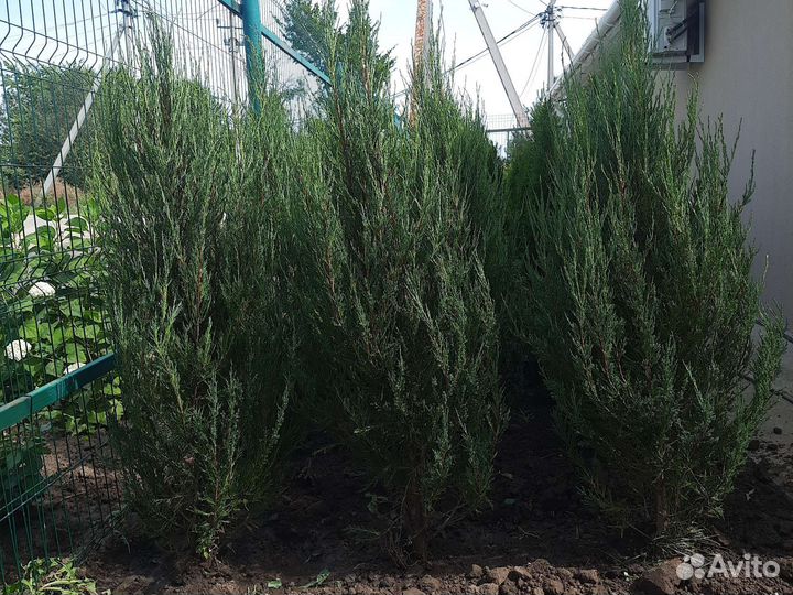 Можжевельник скальный