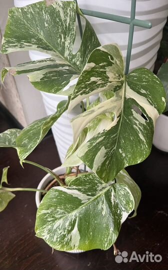 Монстера вариегатная альба