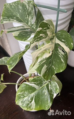 Монстера вариегатная альба