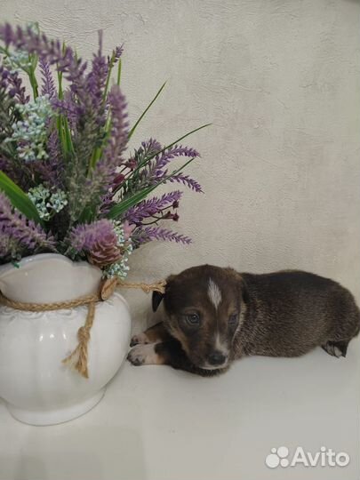 Маленькая собака в добрые руки бесплатно