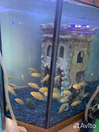 Аквариумные рыбы Еллоу лабидохромис