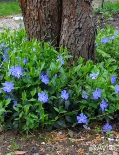 Барвинок малый