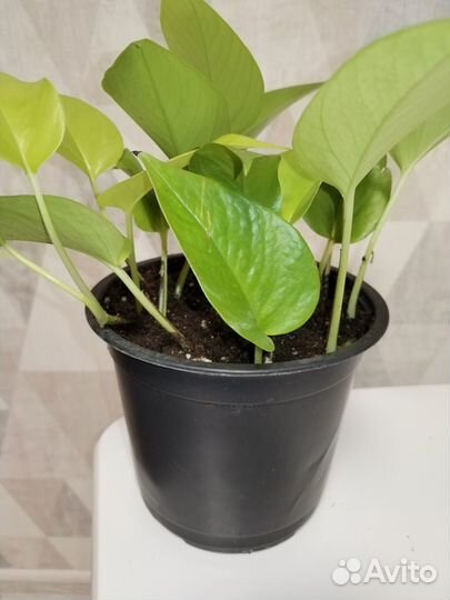 Эпипремнум Неон