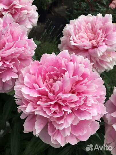 Пион Сара бернар сортовой