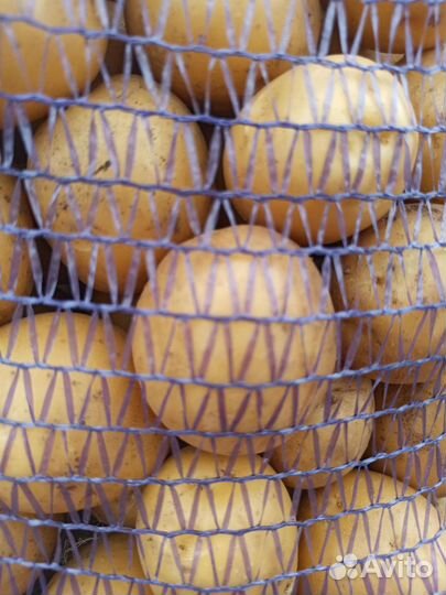 Продам домашний картофель гала с доставкой