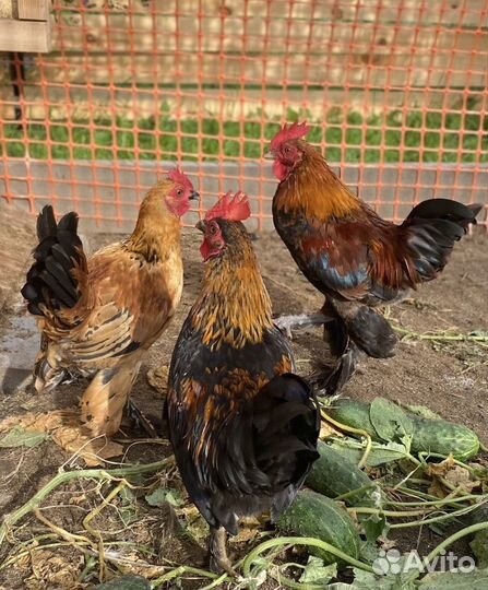 Бениамка петушки