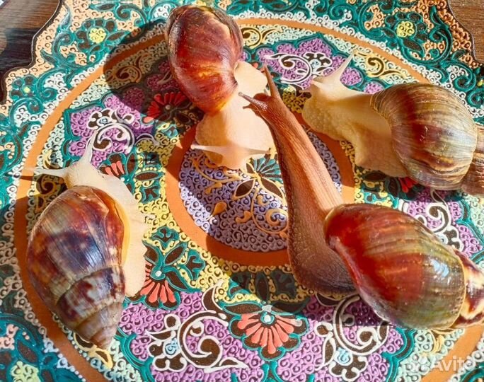 Улитки ахатины бесплатно