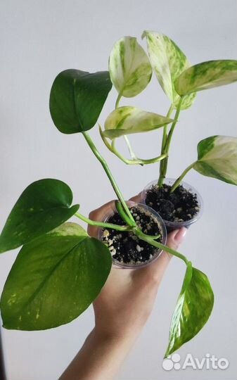 Сциндапсус (эпипремнум) золотистый