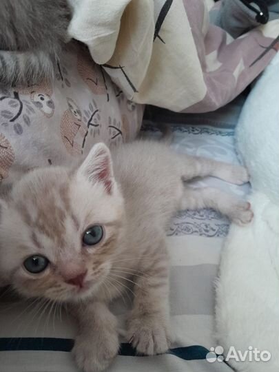 Шотландские котята
