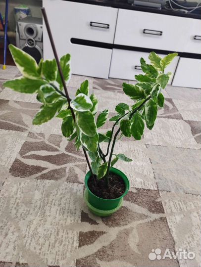 Педилантус